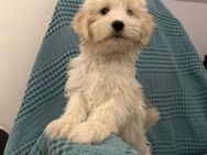 Maltipoo Welpen - Hanau (Brüder-Grimm-Stadt) Innenstadt