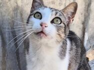 Lebensfrohe Katze Miteka - Karlsruhe
