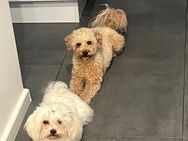 Süße Maltipoo F1 - Römerberg