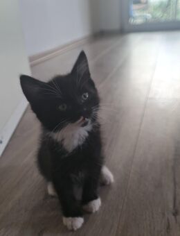 Liebevolle Katzen - Neuss