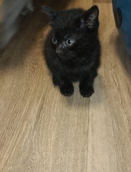 Katzenbabys - Oberhausen