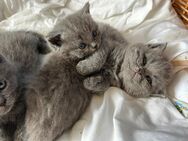Reinrassige BkH suchen zuhause 1 Kater 2 Weibchen - Linnich Zentrum