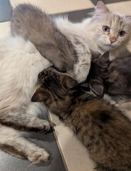 Süsse mix katzen,Maine coon,Perser,ekh - Kyritz