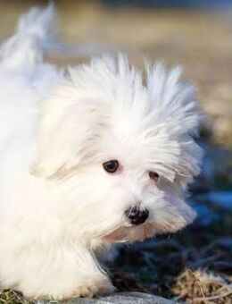 Suchen kleinen Hund - Chemnitz