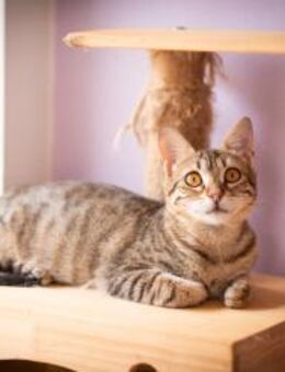 Serena aus dem Tierschutz - Grevenbroich