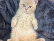 BKH Babykatze weiblich - Haiger