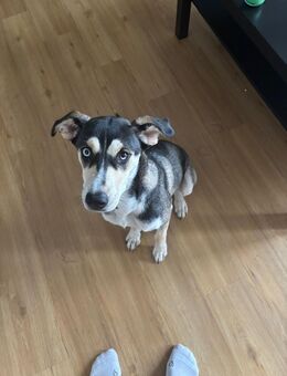 Süße Junghündin Husky/afghanischer Windhund - Neu Wulmstorf