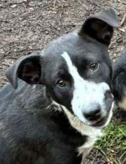 Schnuckelmaus REANA - Gefrees