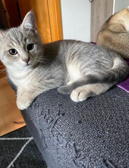 BKH/kartäuser mix kitten - Oberstaufen