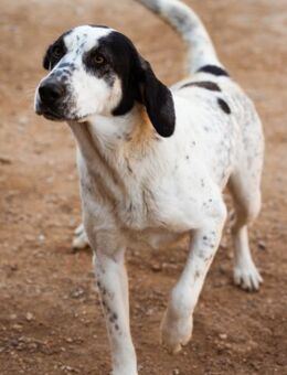 Ananda 💗 liebe Fellfreundin fürs Leben - Hamburg
