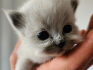 Süße Katzen Babys - Gelsenkirchen