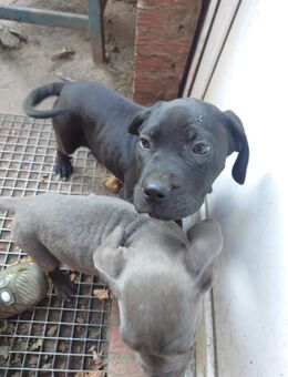 Cane corso - Beeskow