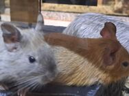 Junge bunte Degus Degu männlich weiblich - Neustadt (Sachsen) Hohwald