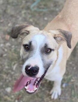 Prince - Sanfter, lieber Rüde - Berlin