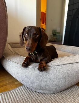 Halbblinder Dackel Nemo sucht# - Essen