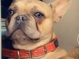 Französische Bulldogge 2 Jahre alt mit Ahnentafel sucht ein neues liebevolles Zuhause in 20095