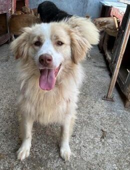 Tolle, verspielte Hündin KIRA! - Korschenbroich