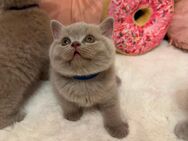 Britische Kurzhaar Kitten - Düsseldorf
