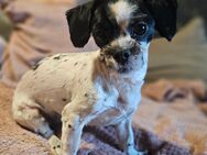 Shih-Tzu Mix Hündin - Oranienburg