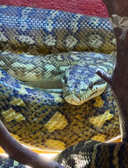 Teppich Python - Hilchenbach Zentrum