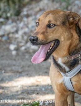 Frieda ist eine freundliche Hündin - Egelsbach