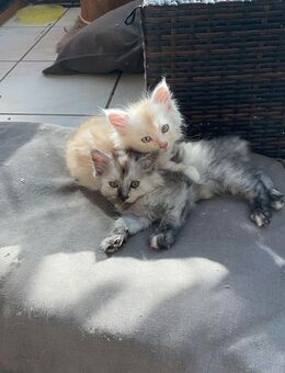 Reinrassige Maine Coon Kätzchen suchen ein Zuhause - Ingolstadt
