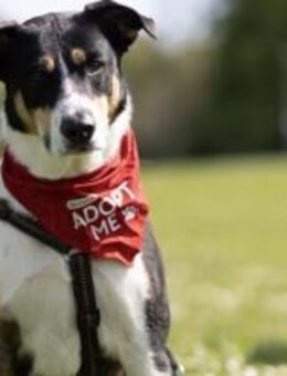 Lemmy sucht ein neues Zuhause - München