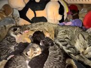 Babykatzen, Europäische Kurzhaar sind am 23. April 2024 geboren :-) - Braunschweig