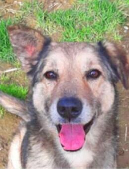 Limpy sucht ganz liebevolle Menschen - Schwarmstedt