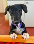 Couch gesucht für MOTLEY in 69207