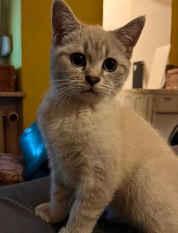 Bkh kitte - Duisburg