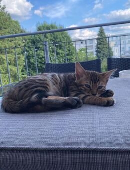 2x bengalkatzen abzugeben. - Würselen