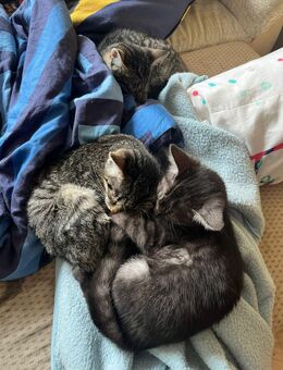 3 Babykater abzugeben - Hilden