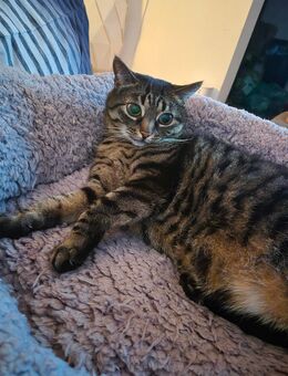 2 Liebevolle Katzen abzugeben - Güstrow