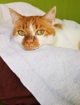 Kater Gilberto - hat Charakter - Bochum