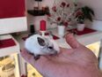 Degu Babys in 19243
