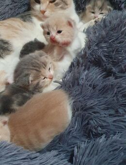 5 BKH Kitten suchen neues Zuhause - Marl (Nordrhein-Westfalen)