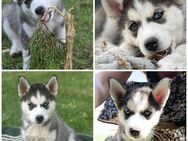 Husky Welpen - Wittenberg (Lutherstadt)