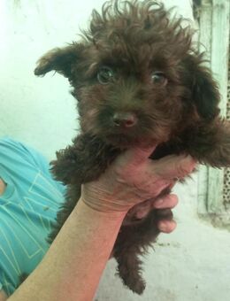 Bojtar, hübscher Pudelwelpe geb. 2025 - Remagen