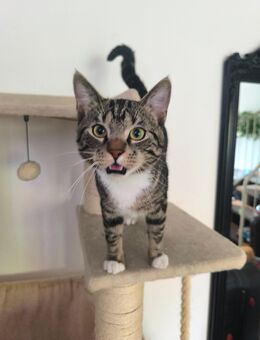 2 Kater zu verkaufen - Brieselang