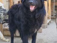 GORDI💖süßes kroat.Schäferhund-Mix-Mädel - Hamburg