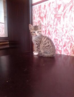 Niedliche kleine Katzenbabys - Friesoythe