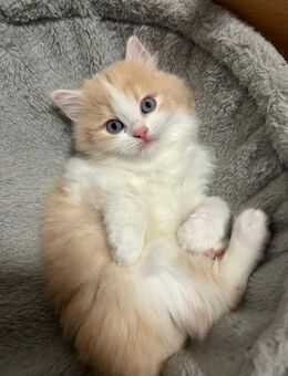 BLH kitten abzugeben - Ditzingen