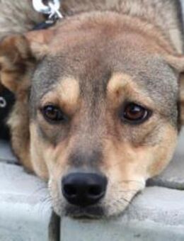 Yuca ist so niedlich und liebenswert! - Karben