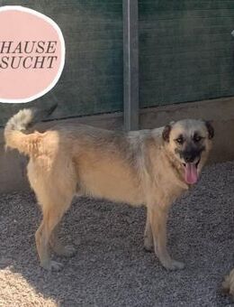 Hübscher OSKAR sucht sein Zuhause ❤️ - Saarbrücken