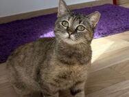 🌷Zarte Millie sucht Geborgenheit🌷 - Eislingen (Fils)