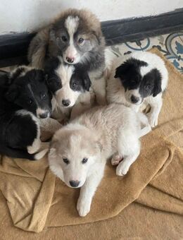 Welpen vom Australian Shepherd/Pyräenischer Berghund - Schwaan Zentrum