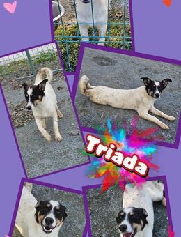Hündin Triada noch auf Körbchensuche - Nürnberg