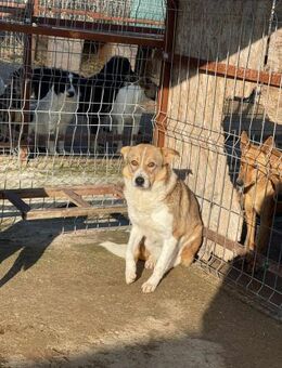 Ängstl. GRACE sucht ein Zuhause - Neuberg