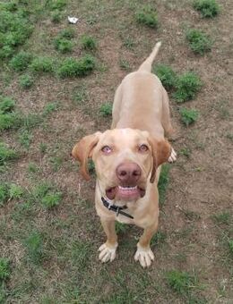 Viszla Mix Rüde Mirkó - Velbert